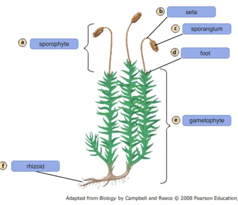 Botany Exam Final Flashcards Quizlet