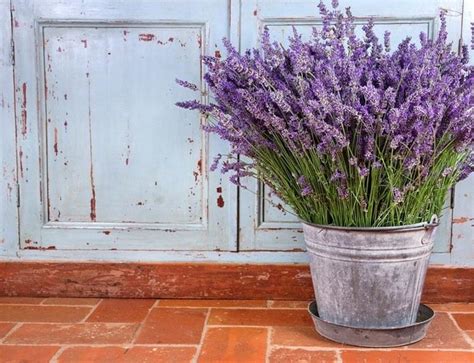 Lavanda Floresce O Ano Todo - Plantas Que Dão Flores o Ano Todo - Flores de Sol - Assim que Faz