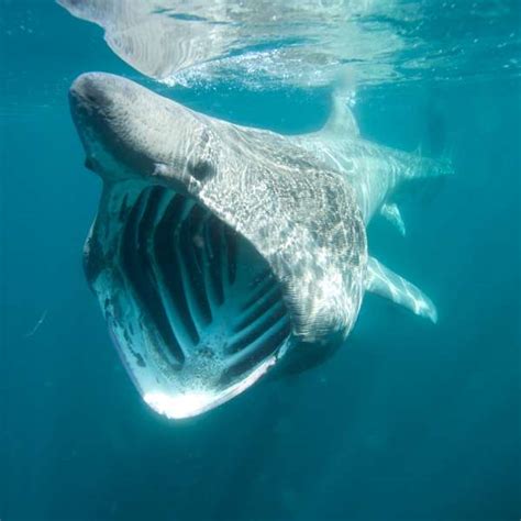 Dia Dos Oceanos Veja Imagens Incr Veis Dos Nossos Mares