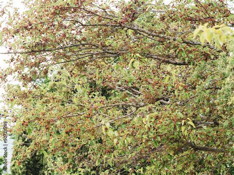 Foto de Morus nigra Mûrier noir ou la baie noire arbre fruitier