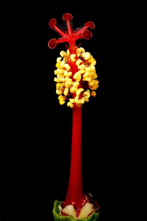 NAKED FLORA MARIA FERNANDA CARDOSO ARTIST