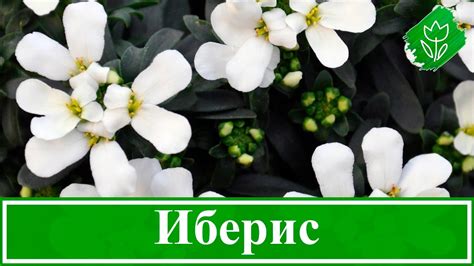 Цветок иберис – посадка и уход; выращивание ибериса из семян в открытом ...