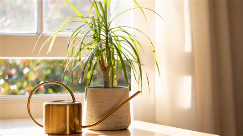 7 best plants to reduce indoor air pollution | Tom's Guide