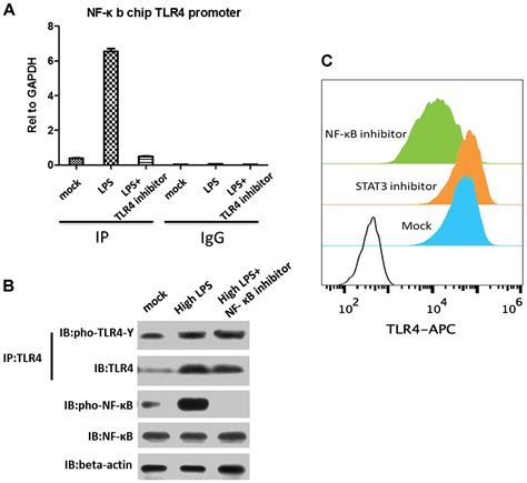 Nf B Inhibition Attenuates Lps Induced Tlr Activation In Monocyte Cells