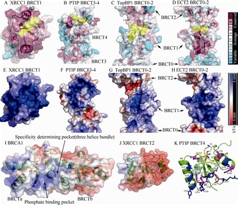 The structural conservation and electrostatic surfaces of BRCT domains ... 
