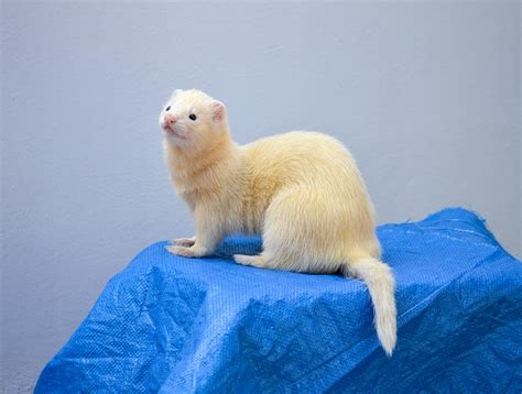 The 2019 Ferret Agility Trials – Eugene Weekly