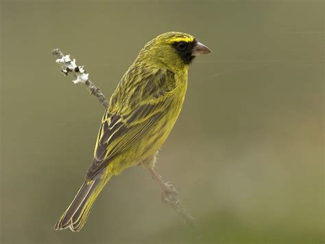 African Citril - eBird