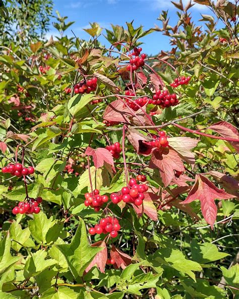 Viburnum opulus - Trees and Shrubs Online