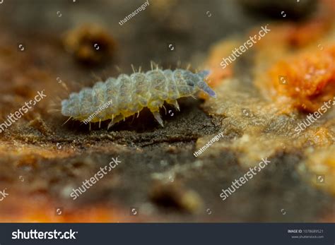 Neanura Muscorum Springtail Stock Photo 1078689521 Shutterstock