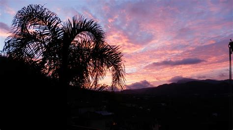 Free stock photo of palm tree, panoramic view, sunset