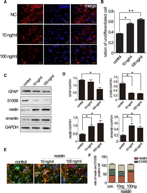 Expression Of Astrocyte Markers During Nscs Committed Differentiation