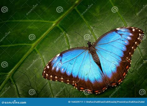 Borboleta Azul Morpho Morpho Peleides Sentado Em Folhas Verdes Costa