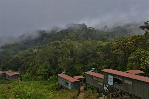 Rainforest Ecolodge Chalets
