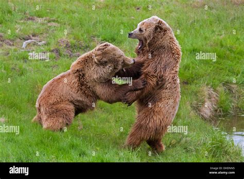 Two Eurasian Brown Bears European Brown Bears Ursus Arctos Arctos