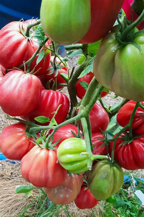 Томат Желтые торбочки: описание сорта, отзывы, фото | tomatland.ru