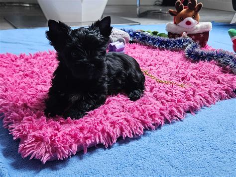 Black Yorkshire Terrier Piesek Z Rodowodem Ga Dowo Olx Pl