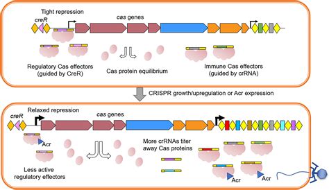 widespread rna based cas regulation monitors crrna abundance  anti