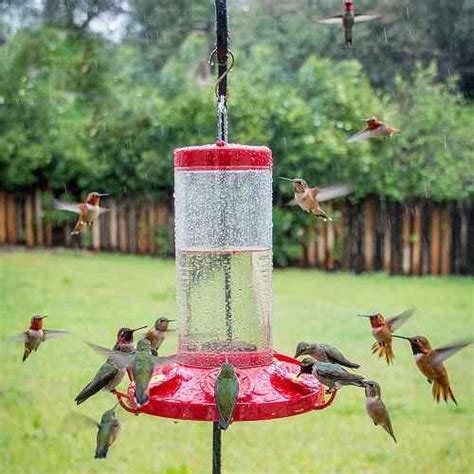 Types De Meilleurs Aliments De Colibri Goodgardenthing