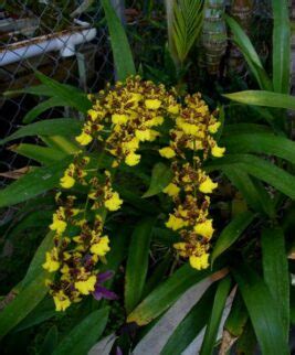 Oncidium Tudo Sobre A Orqu Dea Chuva De Ouro