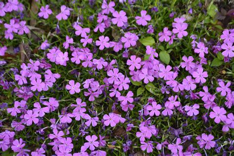 Emerald Pink Creeping Phlox - Kiwi Nurseries