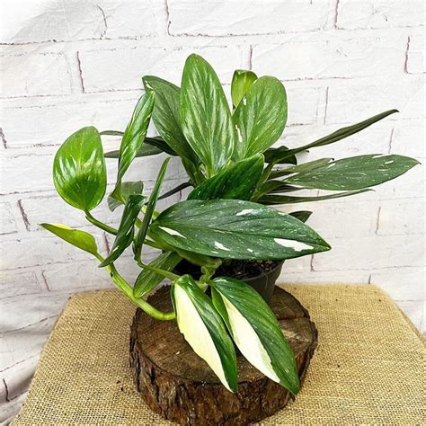 Cm Philodendron Cobra Variegata Monstera Standleyana Cm Pot