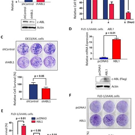 Axl Expression Promotes Cancer Cell Survival In Response To Serum