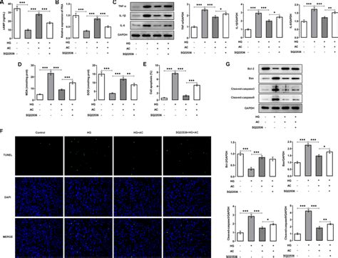 Asiaticoside Suppresses The Inflammation And Apoptosis Of Hg Exposed