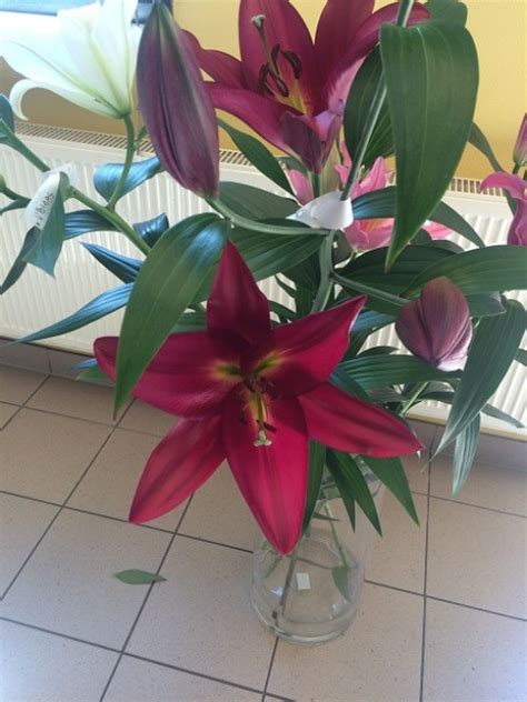 Lilium OT Touchstone | Sīpolpuķes | Onava.lv