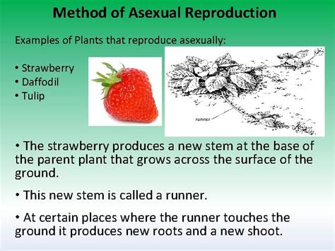 Plant Reproduction Asexual Reproduction In Plants Involves Only