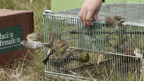 Liberan A Un Centenar De Aves En La Reserva Biosfera Del Delta Del