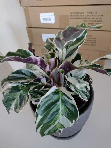 Calathea White Fusion Care The Ultimate Guide 2023