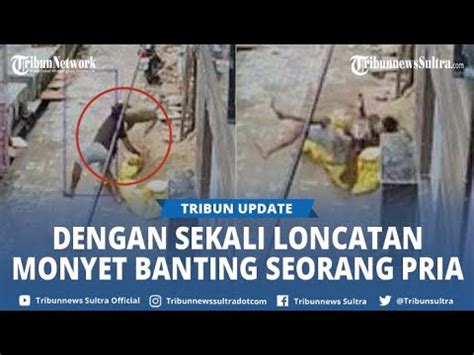 Viral Aksi Seekor Monyet Mampu Menjatuhkan Seorang Pria Dengan Sekali