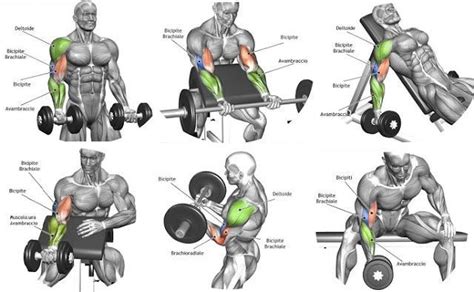 Treino de Antebraço O Guia Definitivo