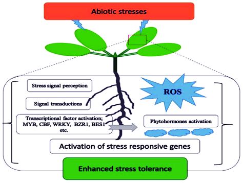 A simplified mechanism of abiotic stress tolerance in plants ... 