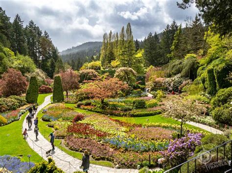 The Butchart Gardens In June Fall In Love With The Magic Of The