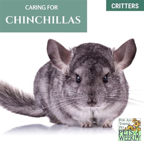 Caring For A Chinchilla