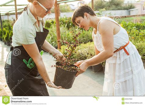 Florista Que Demuestra Las Flores En Un Pote Foto De Archivo Imagen