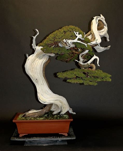 Omiya Bonsai Village Masahiko Kimura S Cube Bonsai Art Plant Art