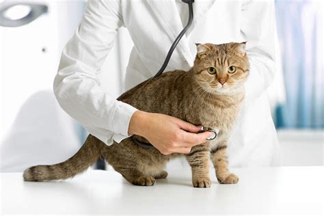 The Cat Specialist Veterinary Clinic Specialized In Cat Care Veterniary