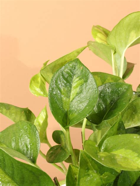 Medium Global Green Pothos – Dahing Plants