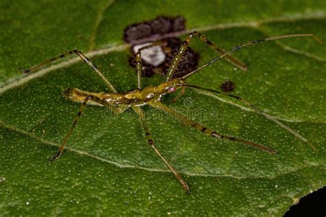 Assassin Bug Nymph stock photo. Image of reduviidae - 250655660