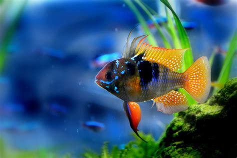 Blue Ram Fish Fish Aquarium Fish Fish Pet