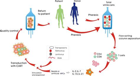 The Procedure Of Allogeneic Or Autologous Chimeric Antigen Receptor Download Scientific Diagram