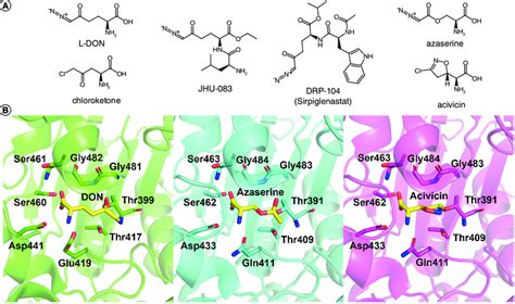 Glutamine analogs and their conserved mechanism of action at the ...