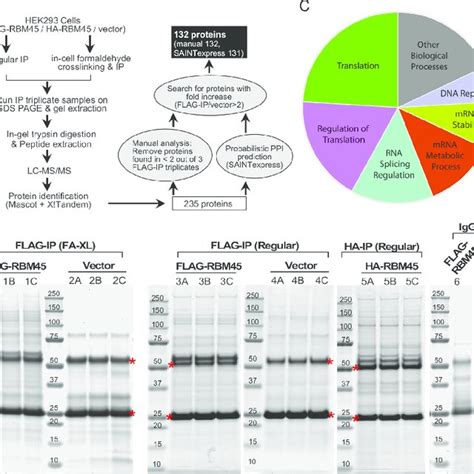 Identification Of RBM45 Interacting Proteins A Diagram Of The