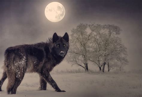 Full January Wolf Moon To Glow In Night Sky This Weekend Nj