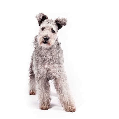 Pumi Dog Breed Recognized By American Kennel Club : The Two-Way : NPR