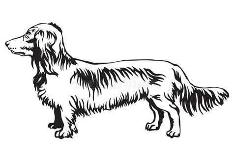 Long Haired Dachshund Silhouette Stock Illustrations 30 Long Haired Dachshund Silhouette Stock