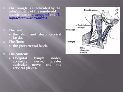 Anatomy Of Neck Triangles Ppt