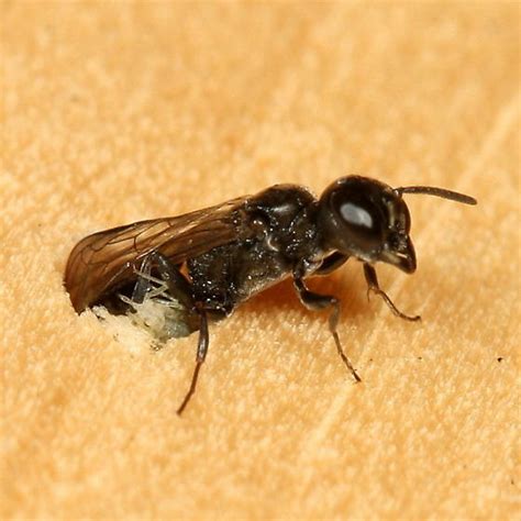 tiny bee? - Diodontus - BugGuide.Net